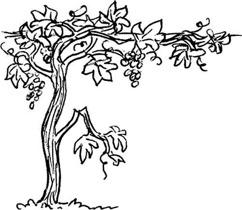 i am the vine coloring pages - photo #43
